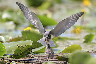 BUITEN BEELD Foto: 437153