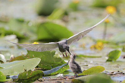 BUITEN BEELD Foto: 437154