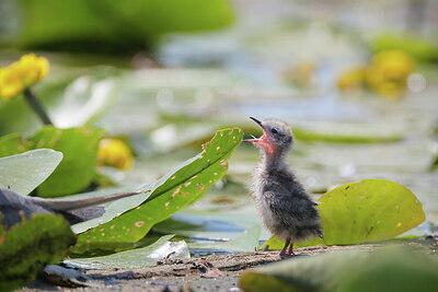 BUITEN BEELD Foto: 437155
