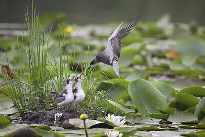 BUITEN BEELD Foto: 437157