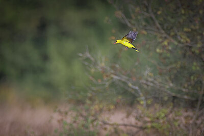 BUITEN BEELD Foto: 437161