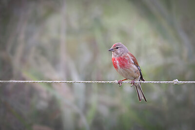 BUITEN BEELD Foto: 437162
