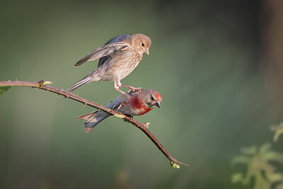 BUITEN BEELD Foto: 437163