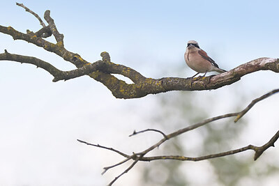 BUITEN BEELD Foto: 437164