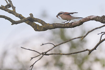 BUITEN BEELD Foto: 437165