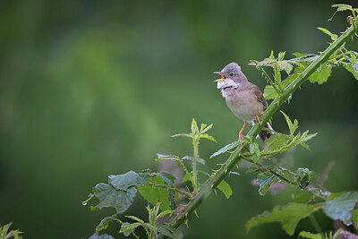 BUITEN BEELD Foto: 437169
