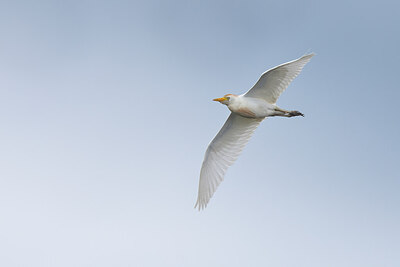 BUITEN BEELD Foto: 437171