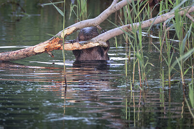 BUITEN BEELD Foto: 437172