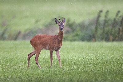 BUITEN BEELD Foto: 437173