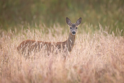 BUITEN BEELD Foto: 437174