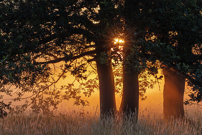 BUITEN BEELD Foto: 437177