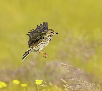 BUITEN BEELD Foto: 437179