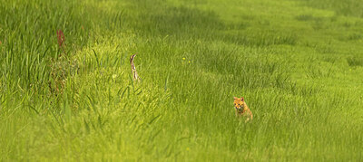 BUITEN BEELD Foto: 437182