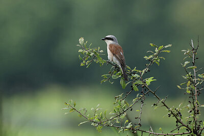 BUITEN BEELD Foto: 437183