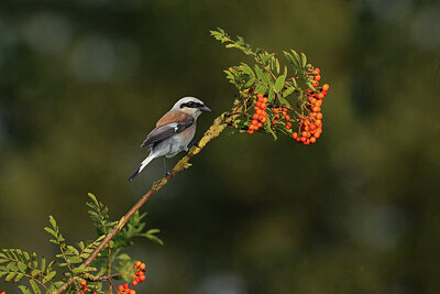 BUITEN BEELD Foto: 437186