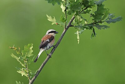 BUITEN BEELD Foto: 437188