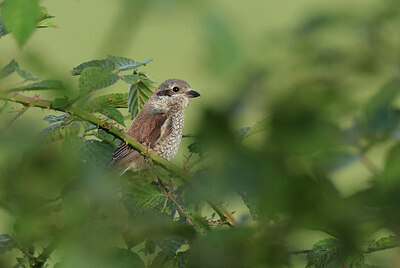 BUITEN BEELD Foto: 437189