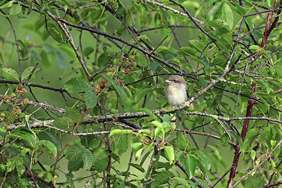 BUITEN BEELD Foto: 437191