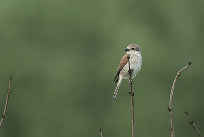 BUITEN BEELD Foto: 437192