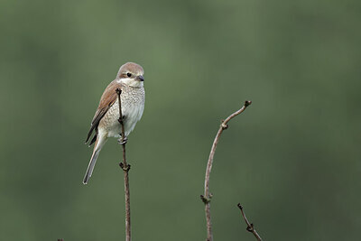 BUITEN BEELD Foto: 437193
