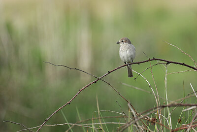BUITEN BEELD Foto: 437194