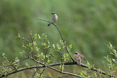 BUITEN BEELD Foto: 437195