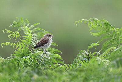 BUITEN BEELD Foto: 437196