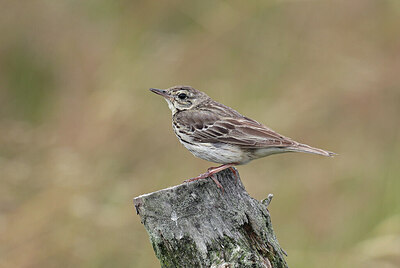 BUITEN BEELD Foto: 437197