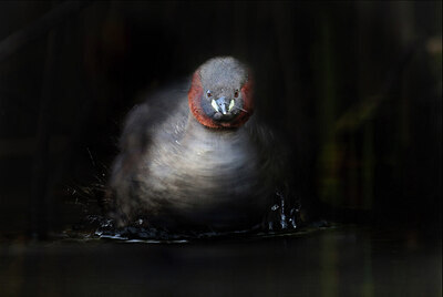 BUITEN BEELD Foto: 437200
