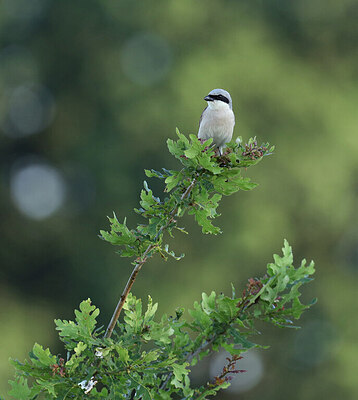 BUITEN BEELD Foto: 437201