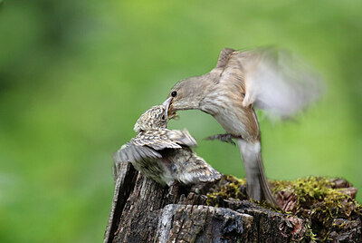 BUITEN BEELD Foto: 437206