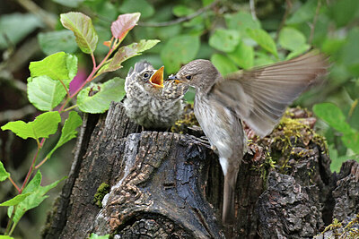 BUITEN BEELD Foto: 437208