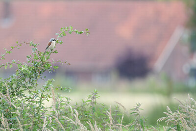 BUITEN BEELD Foto: 437210