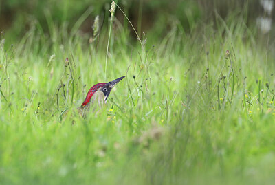 BUITEN BEELD Foto: 437211
