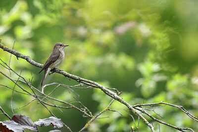 BUITEN BEELD Foto: 437212