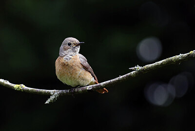 BUITEN BEELD Foto: 437214