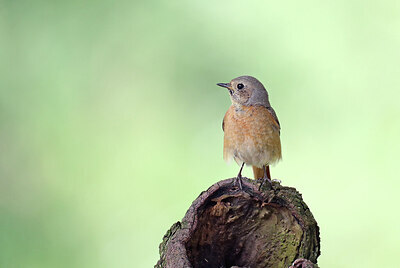 BUITEN BEELD Foto: 437217