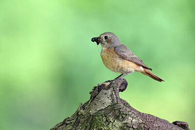 BUITEN BEELD Foto: 437218