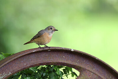 BUITEN BEELD Foto: 437219