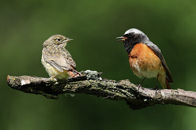 BUITEN BEELD Foto: 437220