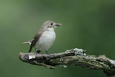 BUITEN BEELD Foto: 437221