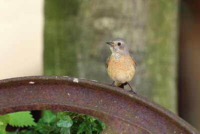 BUITEN BEELD Foto: 437222