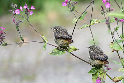 BUITEN BEELD Foto: 437223