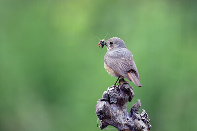 BUITEN BEELD Foto: 437225