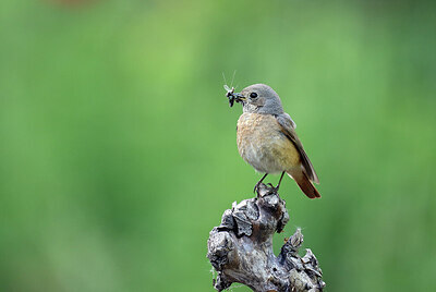 BUITEN BEELD Foto: 437226