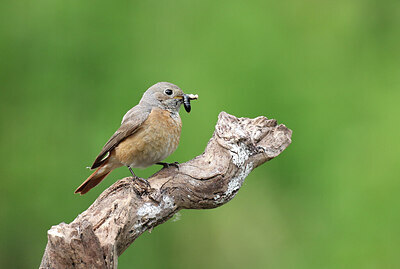 BUITEN BEELD Foto: 437227