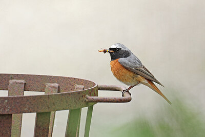 BUITEN BEELD Foto: 437228