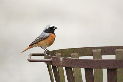 BUITEN BEELD Foto: 437229