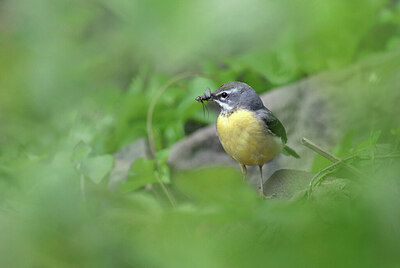 BUITEN BEELD Foto: 437230