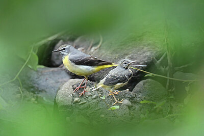 BUITEN BEELD Foto: 437232